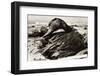 Oil-Covered Duck Struggles to Move-null-Framed Photographic Print