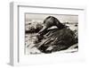 Oil-Covered Duck Struggles to Move-null-Framed Photographic Print