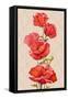 Oil Painting. Card with Poppies Flowers-Valenty-Framed Stretched Canvas