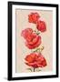 Oil Painting. Card with Poppies Flowers-Valenty-Framed Art Print