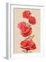 Oil Painting. Card with Poppies Flowers-Valenty-Framed Art Print