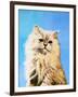 Oil Painting - Drawing of a Cat, Colorful Picture-Max5799-Framed Photographic Print