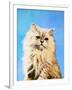 Oil Painting - Drawing of a Cat, Colorful Picture-Max5799-Framed Photographic Print