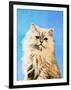 Oil Painting - Drawing of a Cat, Colorful Picture-Max5799-Framed Photographic Print