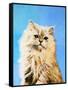 Oil Painting - Drawing of a Cat, Colorful Picture-Max5799-Framed Stretched Canvas