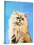 Oil Painting - Drawing of a Cat, Colorful Picture-Max5799-Stretched Canvas