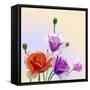 Oil Painting. Spring Card with Poppies Flowers-Valenty-Framed Stretched Canvas