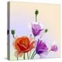 Oil Painting. Spring Card with Poppies Flowers-Valenty-Stretched Canvas