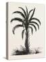 Oil-Palm (Eloeis Guineensis). Elaeis Is a Genus of Palms Containing Two Species-null-Stretched Canvas