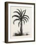 Oil-Palm (Eloeis Guineensis). Elaeis Is a Genus of Palms Containing Two Species-null-Framed Giclee Print