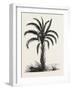 Oil-Palm (Eloeis Guineensis). Elaeis Is a Genus of Palms Containing Two Species-null-Framed Giclee Print