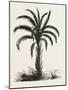 Oil-Palm (Eloeis Guineensis). Elaeis Is a Genus of Palms Containing Two Species-null-Mounted Giclee Print