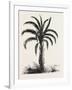 Oil-Palm (Eloeis Guineensis). Elaeis Is a Genus of Palms Containing Two Species-null-Framed Giclee Print