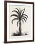 Oil-Palm (Eloeis Guineensis). Elaeis Is a Genus of Palms Containing Two Species-null-Framed Giclee Print