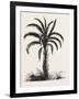 Oil-Palm (Eloeis Guineensis). Elaeis Is a Genus of Palms Containing Two Species-null-Framed Giclee Print