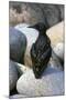 Oil Pollution in Cornwall-CM Dixon-Mounted Photographic Print