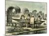 Oil Production of Turtle Eggs by Conibos 1869 Peru-null-Mounted Giclee Print