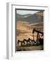Oil Pumps Work the Midway Sunset Oil Field West of Taft, Calif.-null-Framed Photographic Print