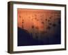 Oil Rigs Dating from the 1920's Dot the Shallows of Galveston Bay-Ralph Crane-Framed Photographic Print