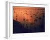 Oil Rigs Dating from the 1920's Dot the Shallows of Galveston Bay-Ralph Crane-Framed Photographic Print