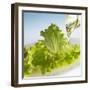 Oil Running onto Lettuce Leaves-Brigitte Wegner-Framed Photographic Print