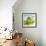 Oil Running onto Lettuce Leaves-Brigitte Wegner-Framed Photographic Print displayed on a wall