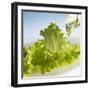 Oil Running onto Lettuce Leaves-Brigitte Wegner-Framed Photographic Print