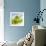 Oil Running onto Lettuce Leaves-Brigitte Wegner-Framed Photographic Print displayed on a wall