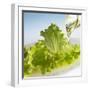 Oil Running onto Lettuce Leaves-Brigitte Wegner-Framed Photographic Print