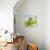 Oil Running onto Lettuce Leaves-Brigitte Wegner-Mounted Photographic Print displayed on a wall