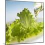 Oil Running onto Lettuce Leaves-Brigitte Wegner-Mounted Photographic Print