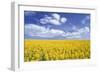 Oil-Seed Rape Field-Anthony Harrison-Framed Photographic Print