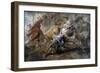Oil Sketch for the Lion Hunt, 1621-1622-Peter Paul Rubens-Framed Giclee Print