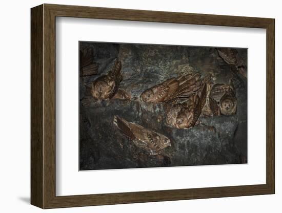 Oilbird (Steatornis Caripensis) Adults in Nesting - Roosting Cave Asa Wright Field Centre, Trinidad-Melvin Grey-Framed Photographic Print