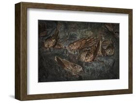 Oilbird (Steatornis Caripensis) Adults in Nesting - Roosting Cave Asa Wright Field Centre, Trinidad-Melvin Grey-Framed Photographic Print