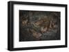Oilbird (Steatornis Caripensis) Adults in Nesting - Roosting Cave Asa Wright Field Centre, Trinidad-Melvin Grey-Framed Photographic Print