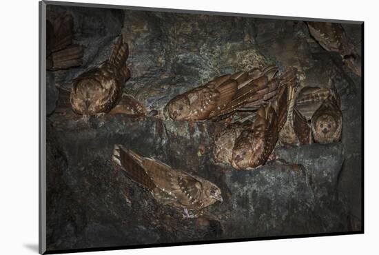 Oilbird (Steatornis Caripensis) Adults in Nesting - Roosting Cave Asa Wright Field Centre, Trinidad-Melvin Grey-Mounted Photographic Print