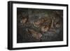 Oilbird (Steatornis Caripensis) Adults in Nesting - Roosting Cave Asa Wright Field Centre, Trinidad-Melvin Grey-Framed Photographic Print