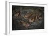 Oilbird (Steatornis Caripensis) Adults in Nesting - Roosting Cave Asa Wright Field Centre, Trinidad-Melvin Grey-Framed Photographic Print