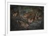Oilbird (Steatornis Caripensis) Adults in Nesting - Roosting Cave Asa Wright Field Centre, Trinidad-Melvin Grey-Framed Photographic Print