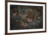 Oilbird (Steatornis Caripensis) Adults in Nesting - Roosting Cave Asa Wright Field Centre, Trinidad-Melvin Grey-Framed Photographic Print