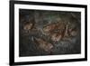 Oilbird (Steatornis Caripensis) Adults in Nesting - Roosting Cave Asa Wright Field Centre, Trinidad-Melvin Grey-Framed Photographic Print