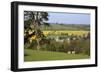 Oilseed Rape Fields and Sheep Above Cotswold Village, Guiting Power, Cotswolds-Stuart Black-Framed Photographic Print