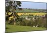 Oilseed Rape Fields and Sheep Above Cotswold Village, Guiting Power, Cotswolds-Stuart Black-Mounted Photographic Print