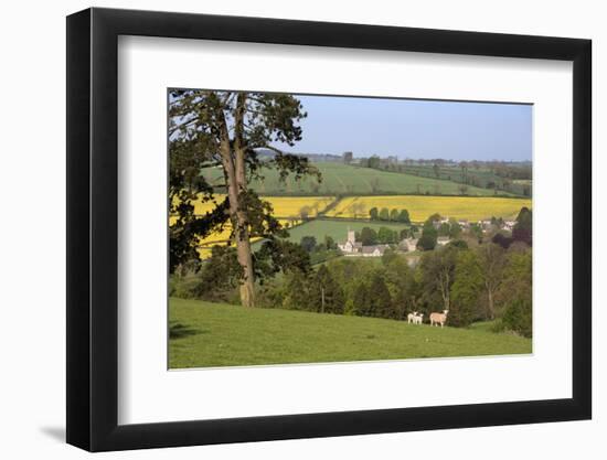 Oilseed Rape Fields and Sheep Above Cotswold Village, Guiting Power, Cotswolds-Stuart Black-Framed Photographic Print