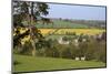 Oilseed Rape Fields and Sheep Above Cotswold Village, Guiting Power, Cotswolds-Stuart Black-Mounted Photographic Print