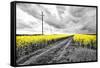Oilseed Rape Fields-Rainer Maria-Framed Stretched Canvas