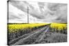 Oilseed Rape Fields-Rainer Maria-Stretched Canvas