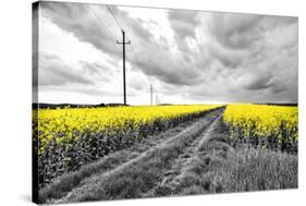 Oilseed Rape Fields-Rainer Maria-Stretched Canvas