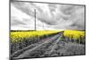 Oilseed Rape Fields-Rainer Maria-Mounted Photographic Print